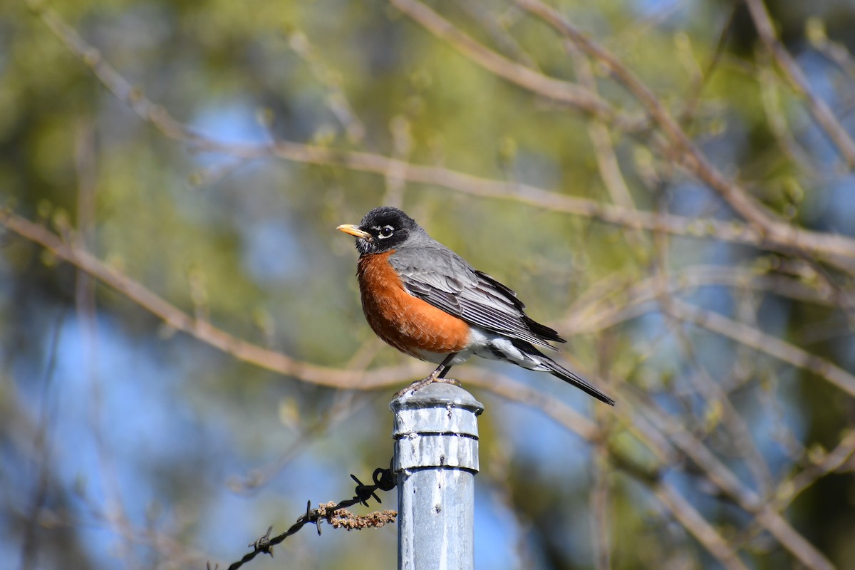 American Robin - ML232408011