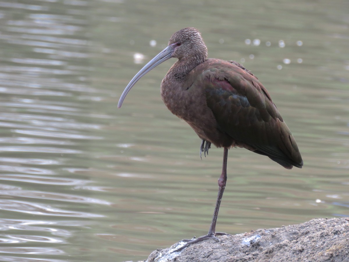 ibis americký - ML23240841