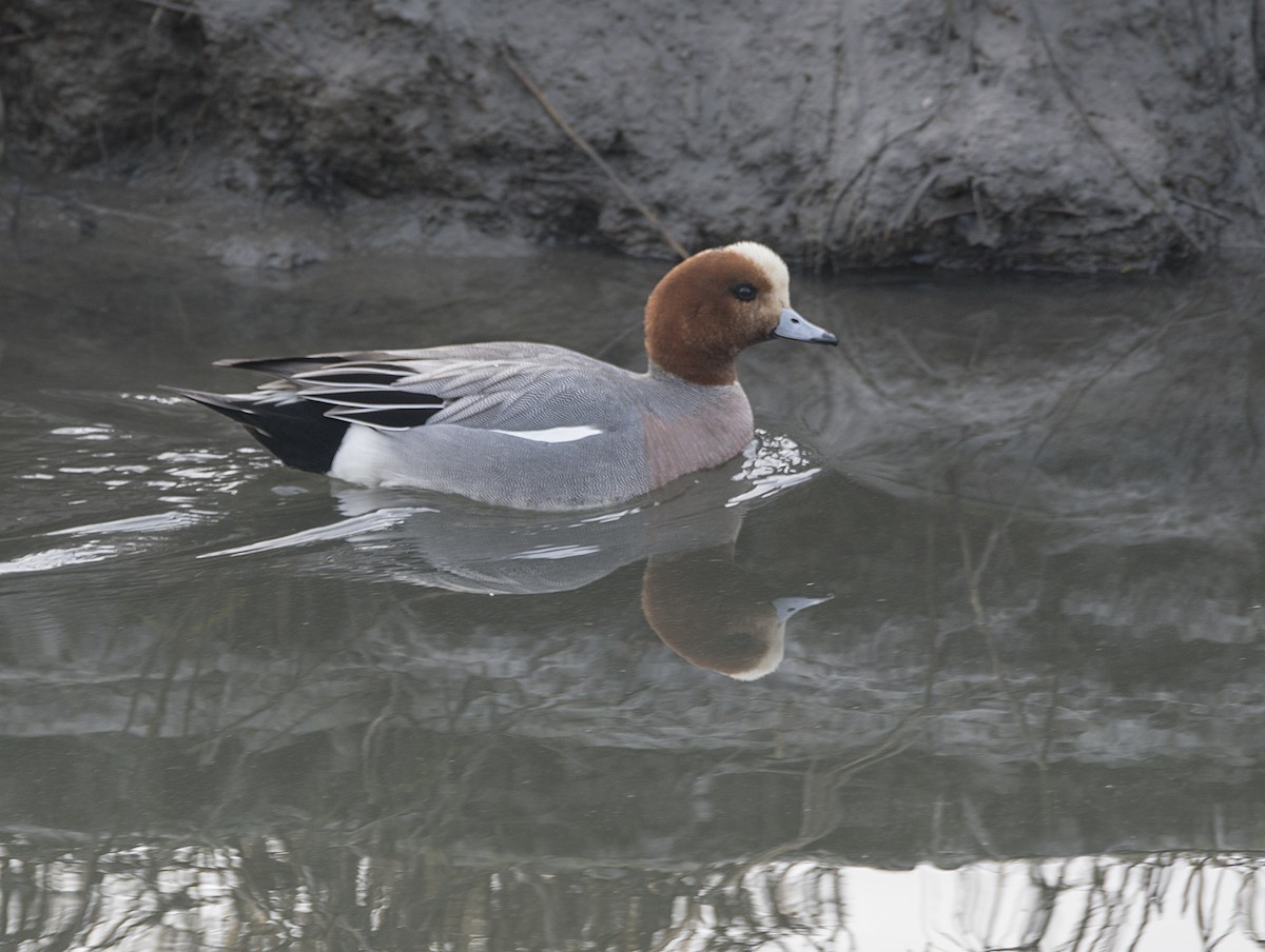 Eurasian Wigeon - ML23240871