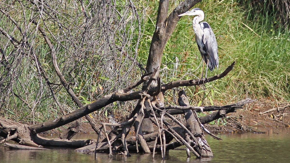 Gray Heron - Daniel Jauvin