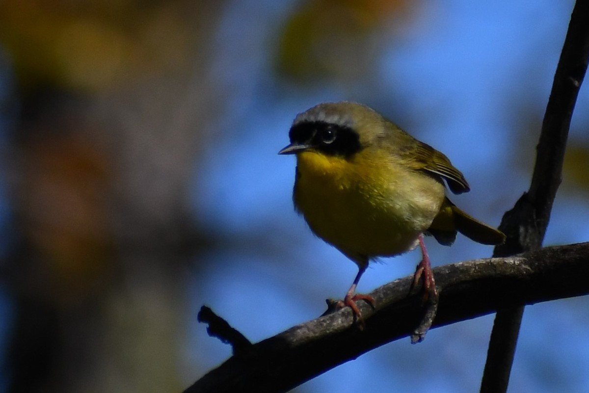 Common Yellowthroat - ML232409171