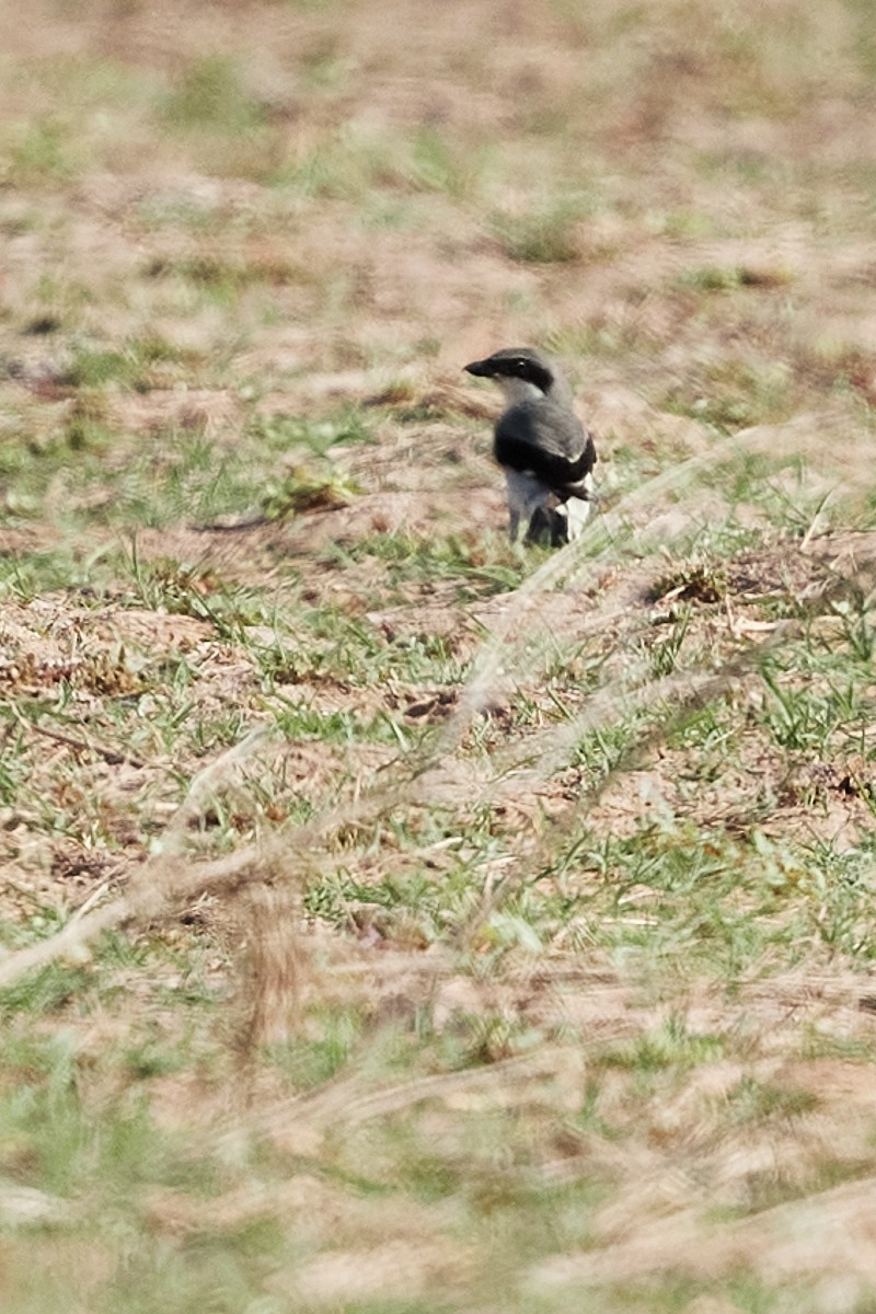 Loggerhead Shrike - ML232409191