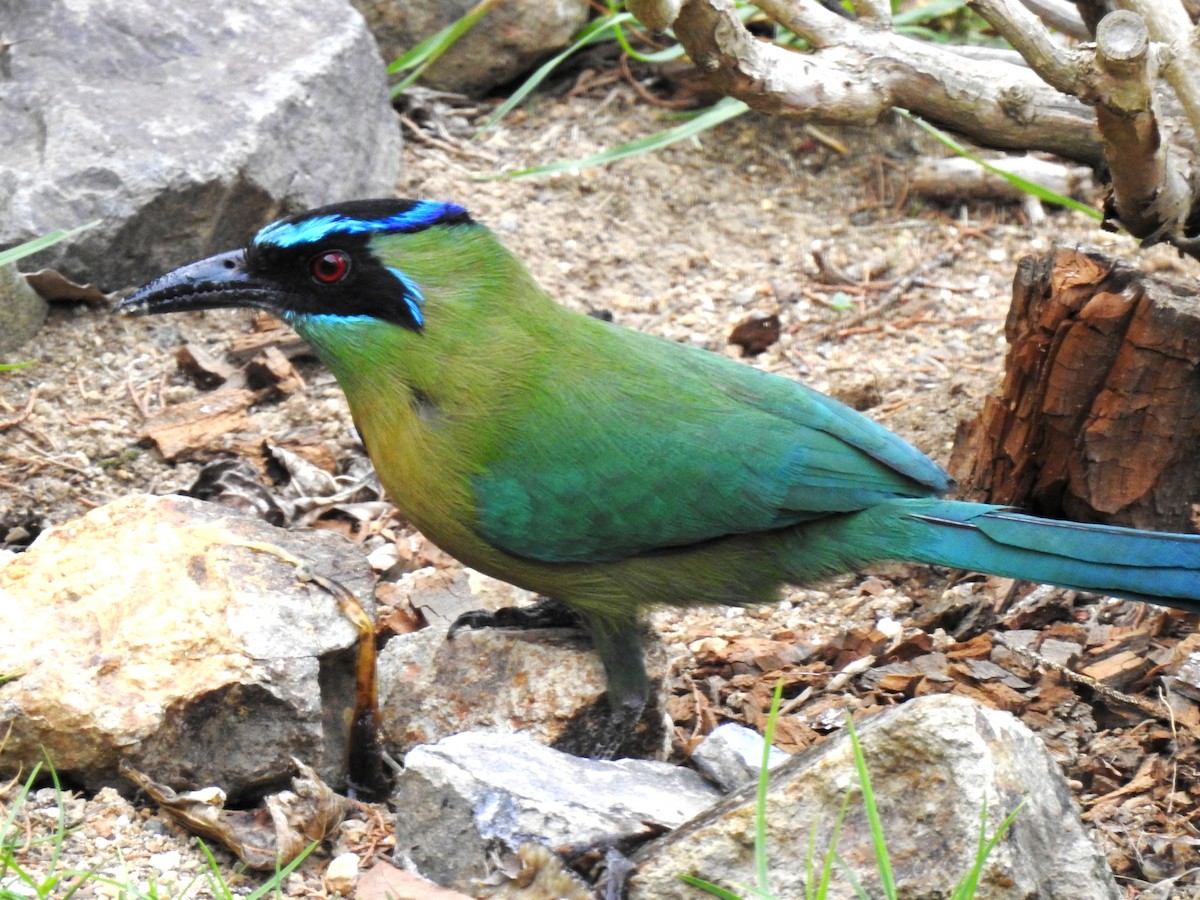 Lesson's Motmot - ML232411011