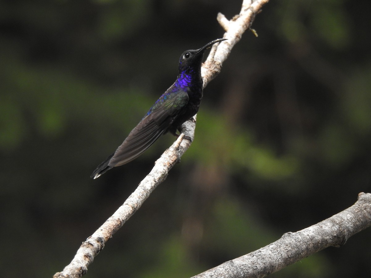 Violet Sabrewing - Pablo Garro