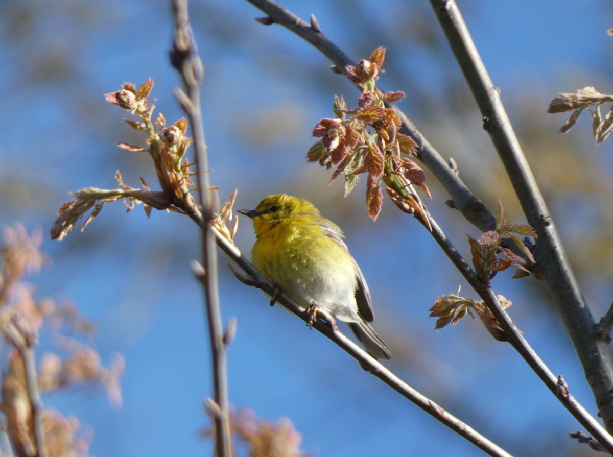 Pine Warbler - ML232411971