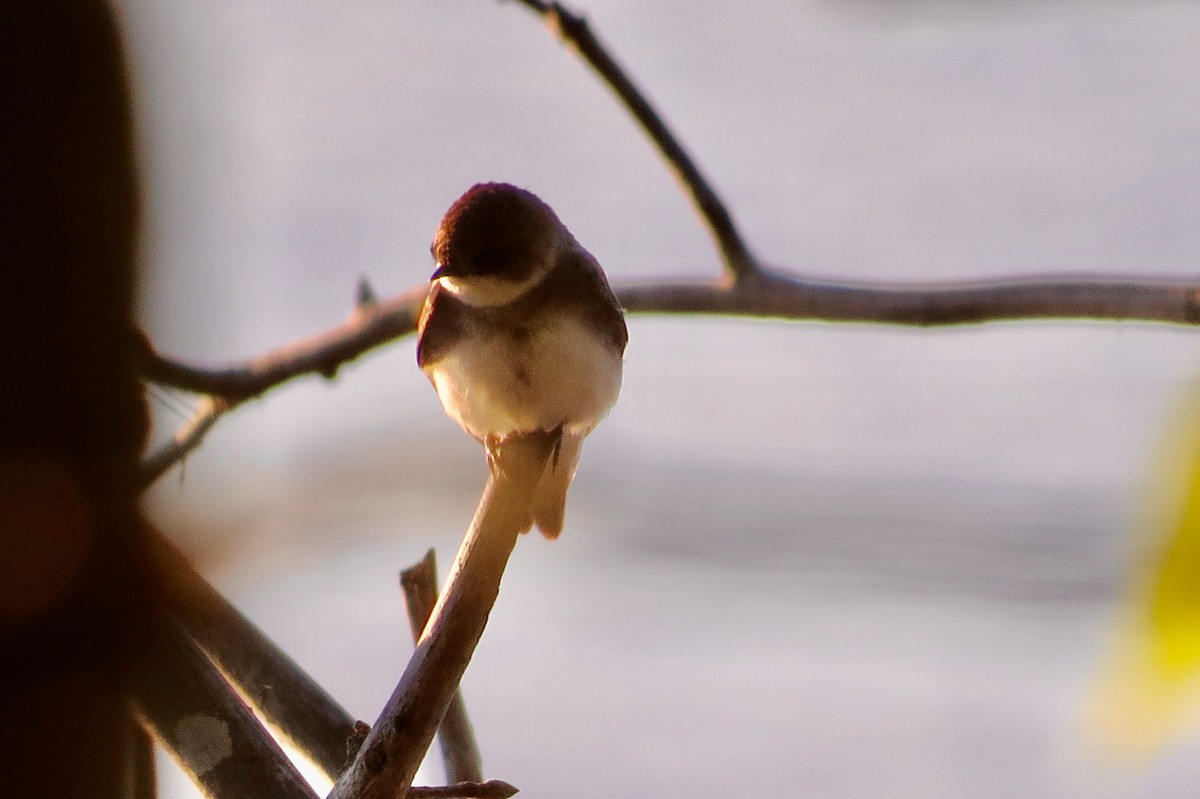 Bank Swallow - ML232413551