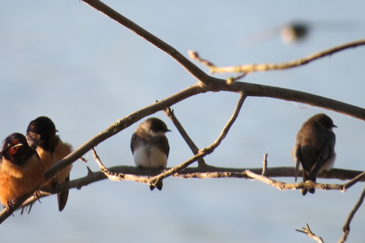 Bank Swallow - ML232413641