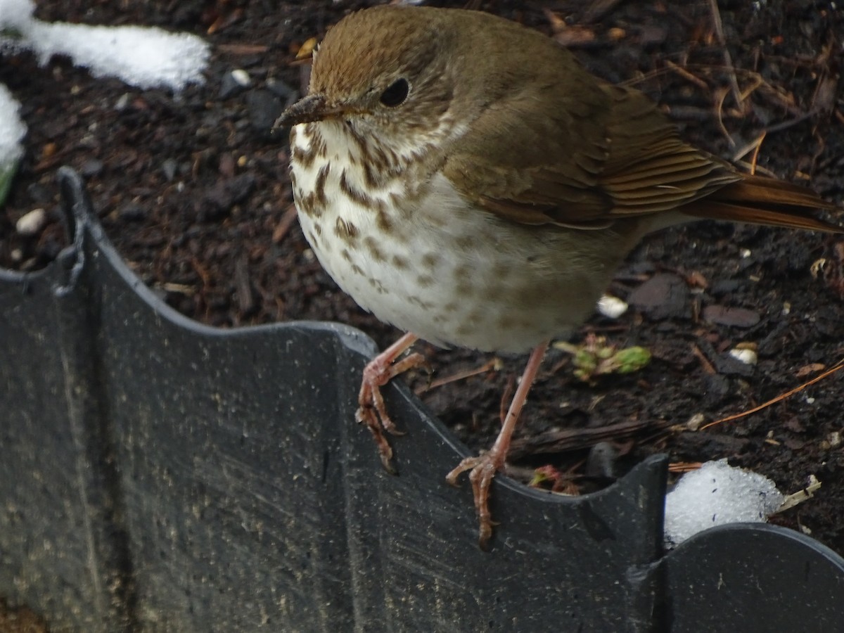 Hermit Thrush - ML232413951