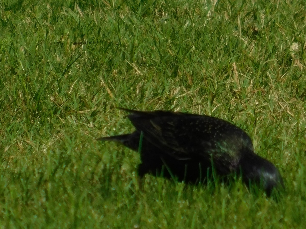 European Starling - Anonymous