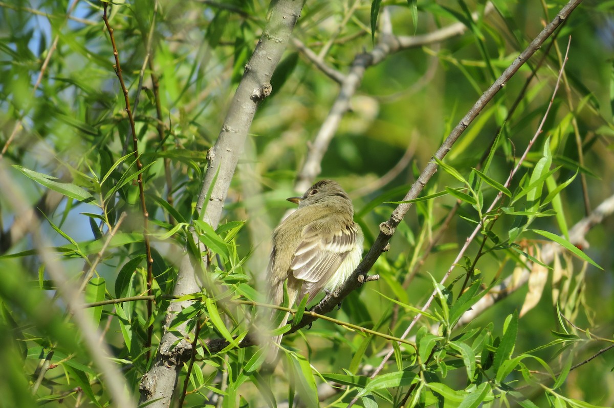 Willow Flycatcher - ML232414841