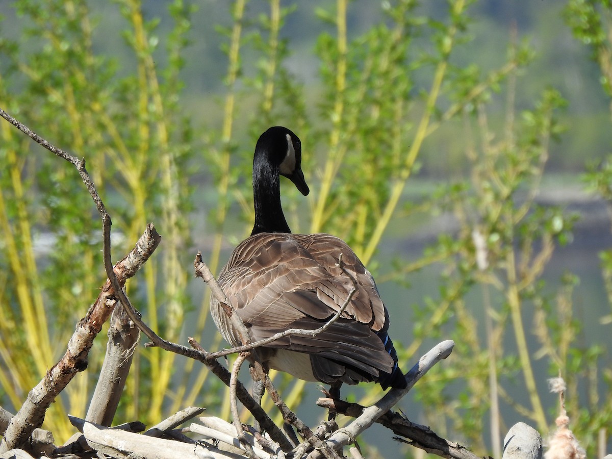 Canada Goose - ML232415481