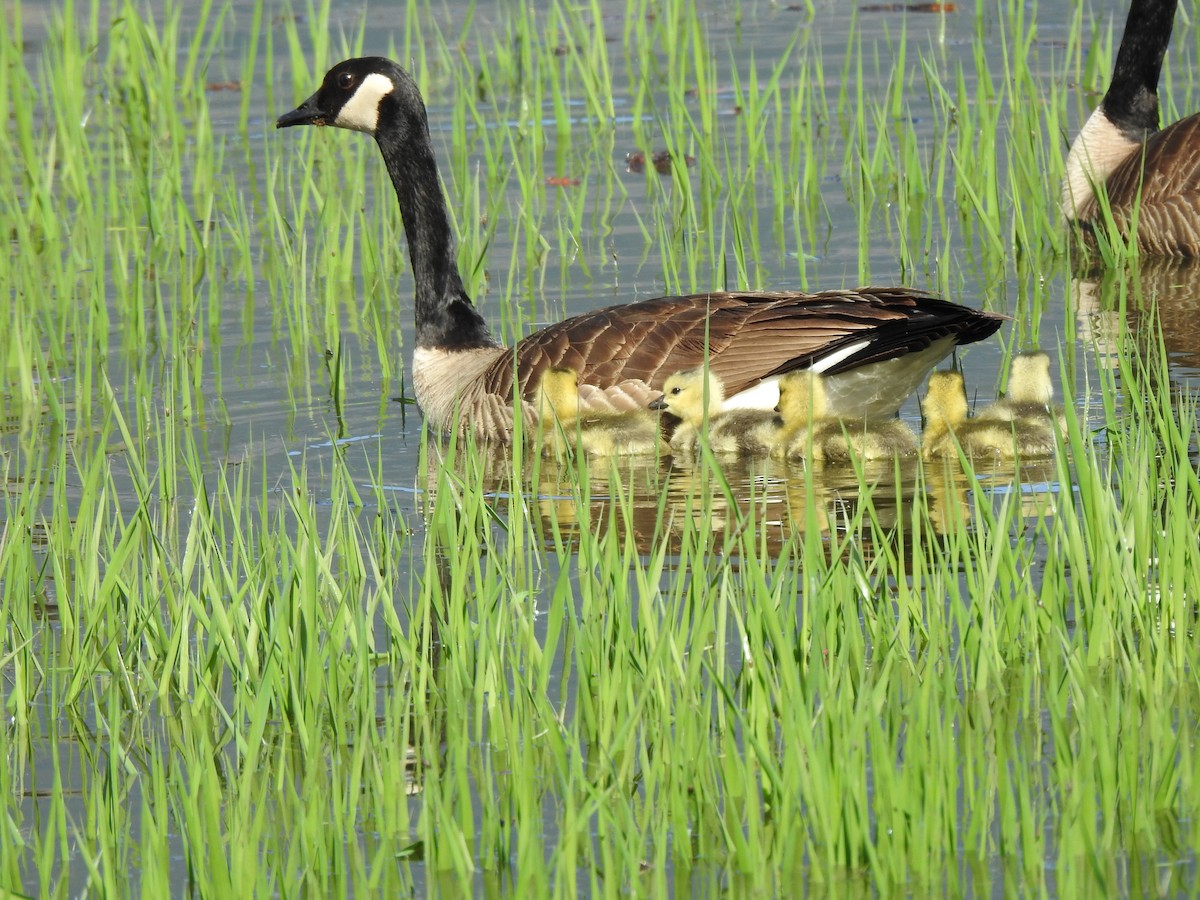 Canada Goose - ML232415531