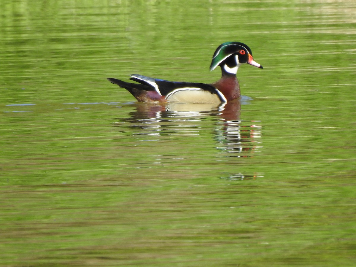 Wood Duck - ML232415751