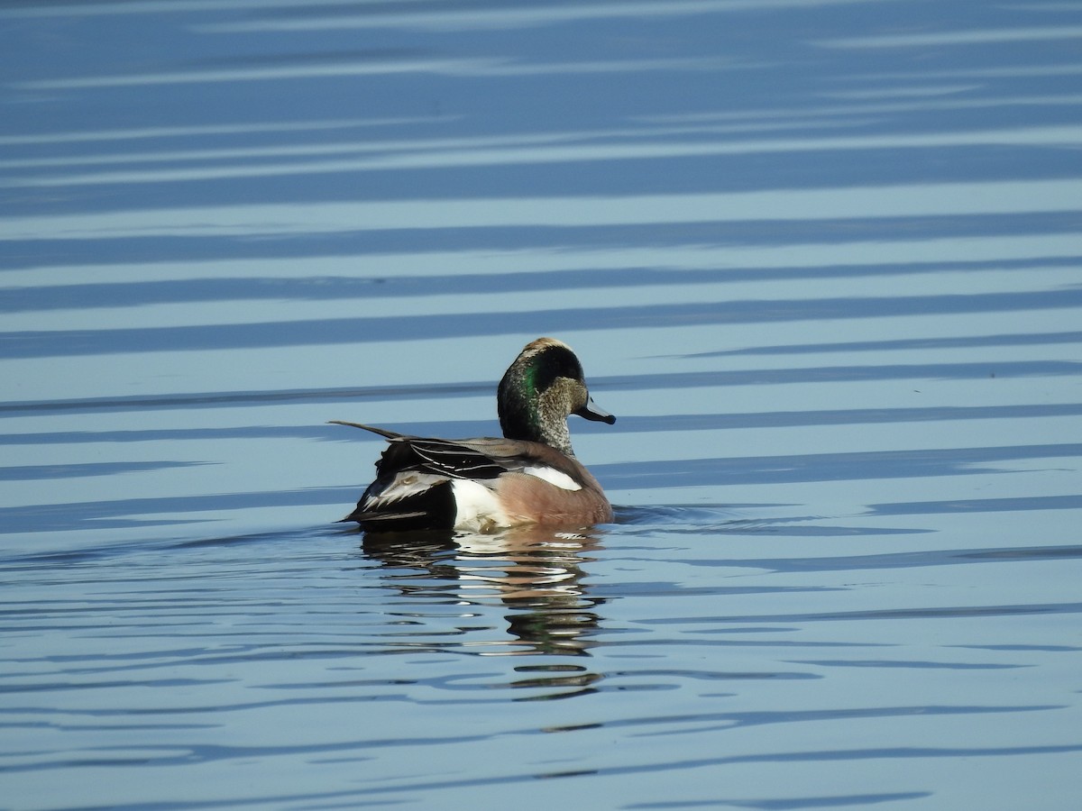 American Wigeon - ML232415981