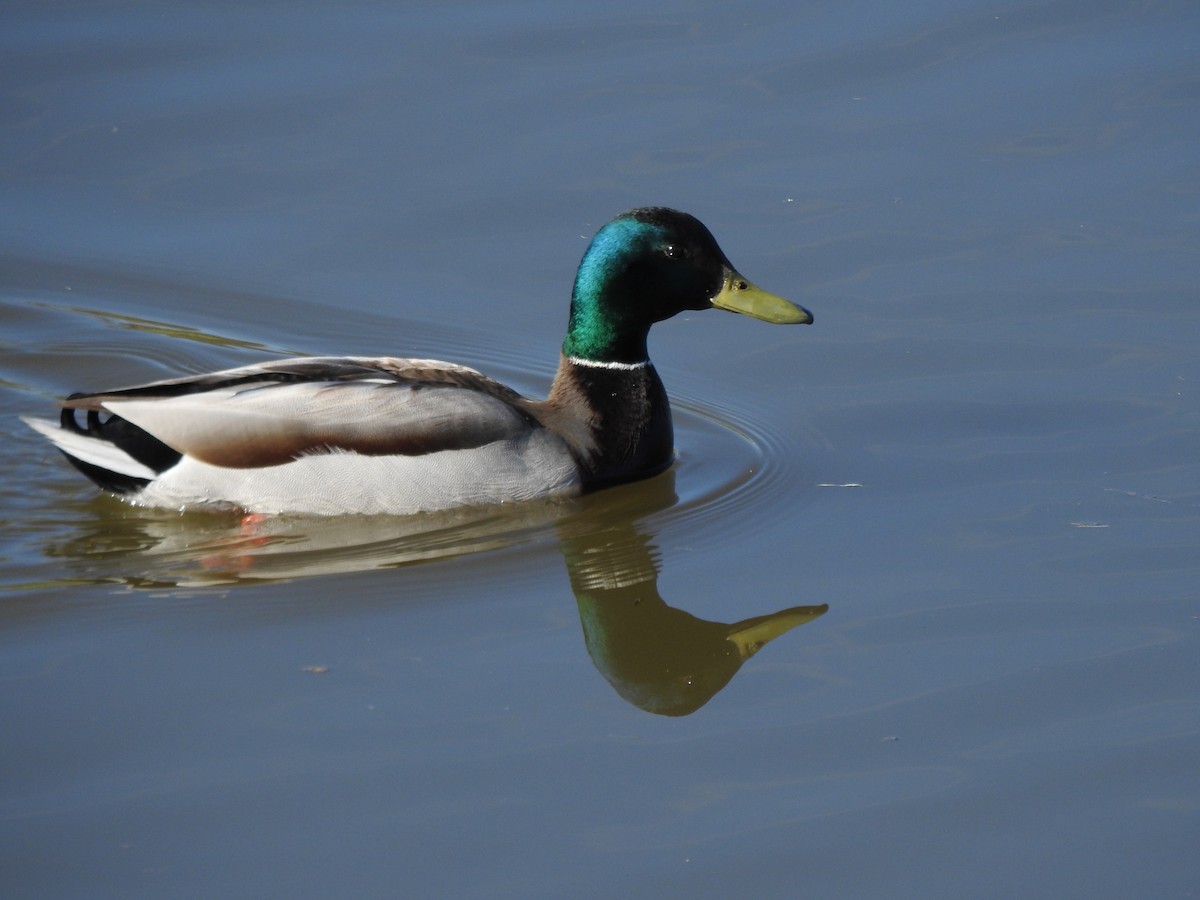 Mallard - ML232416091