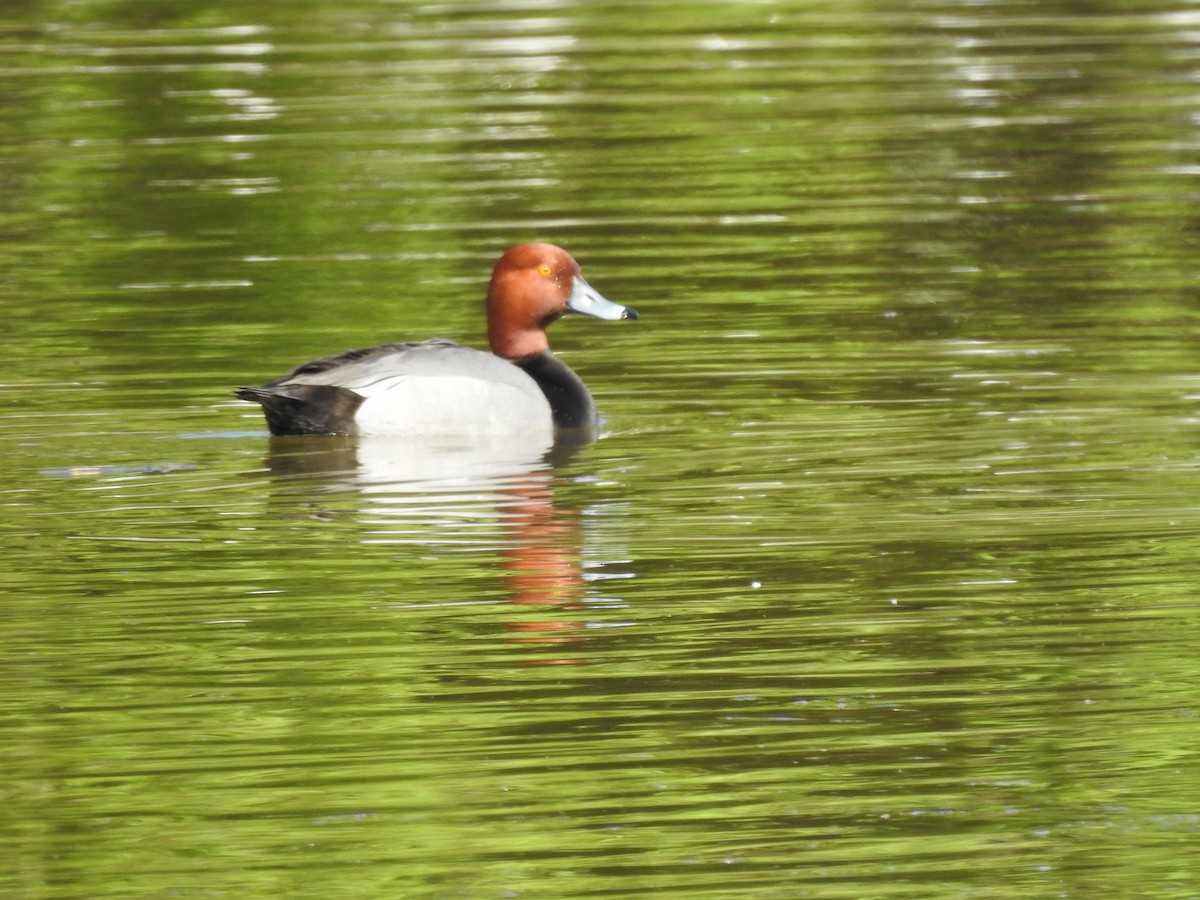 Redhead - Jim Walton