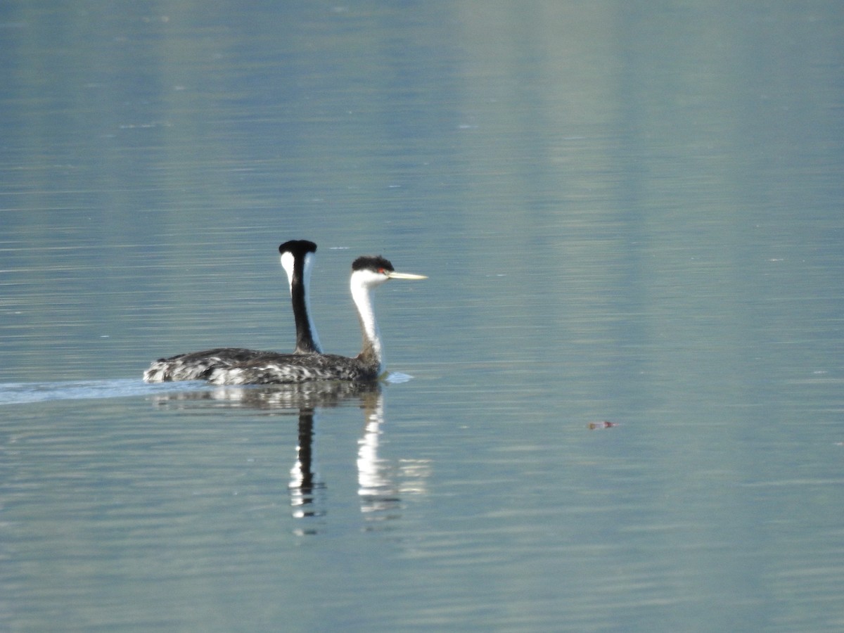 Western Grebe - ML232416601