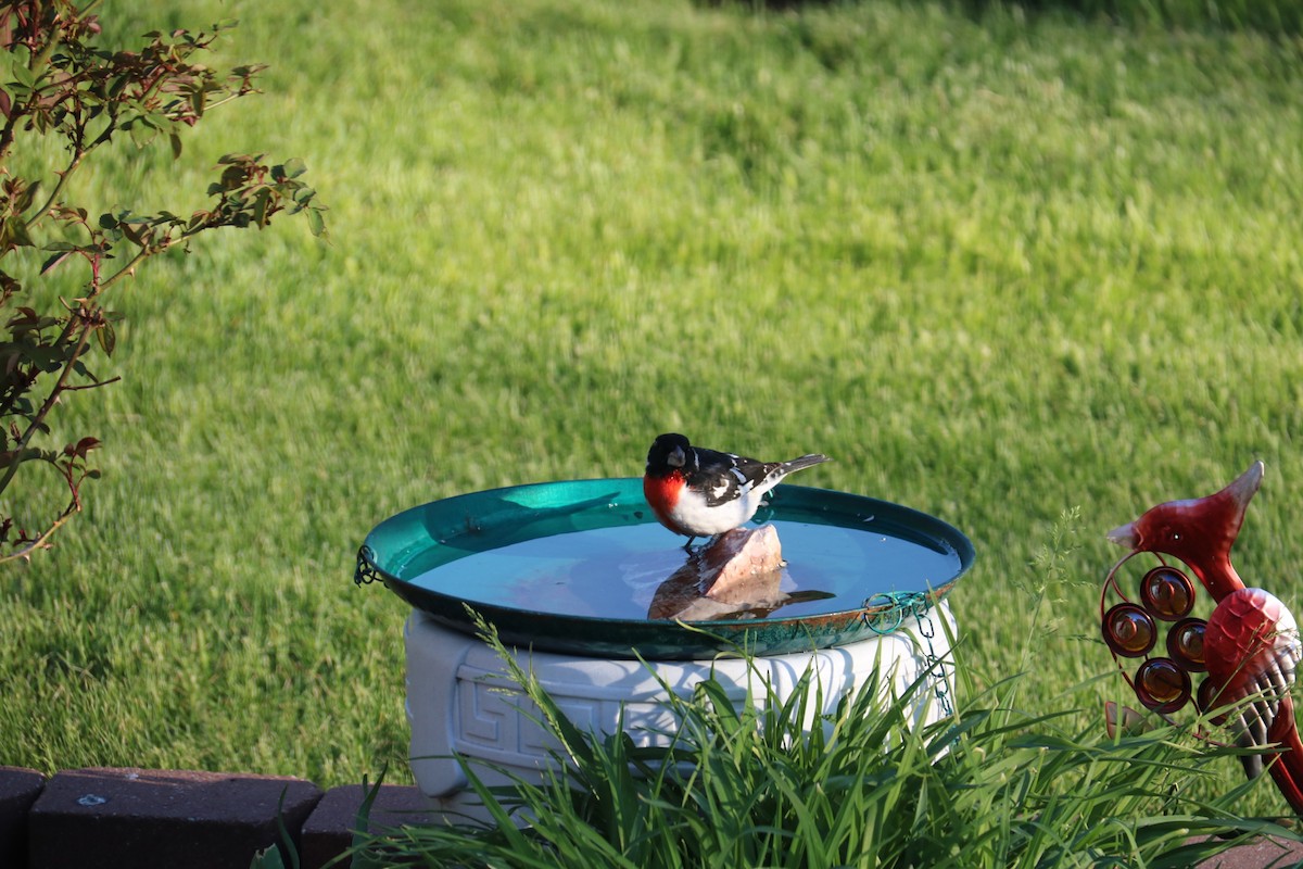 Rose-breasted Grosbeak - ML232416611