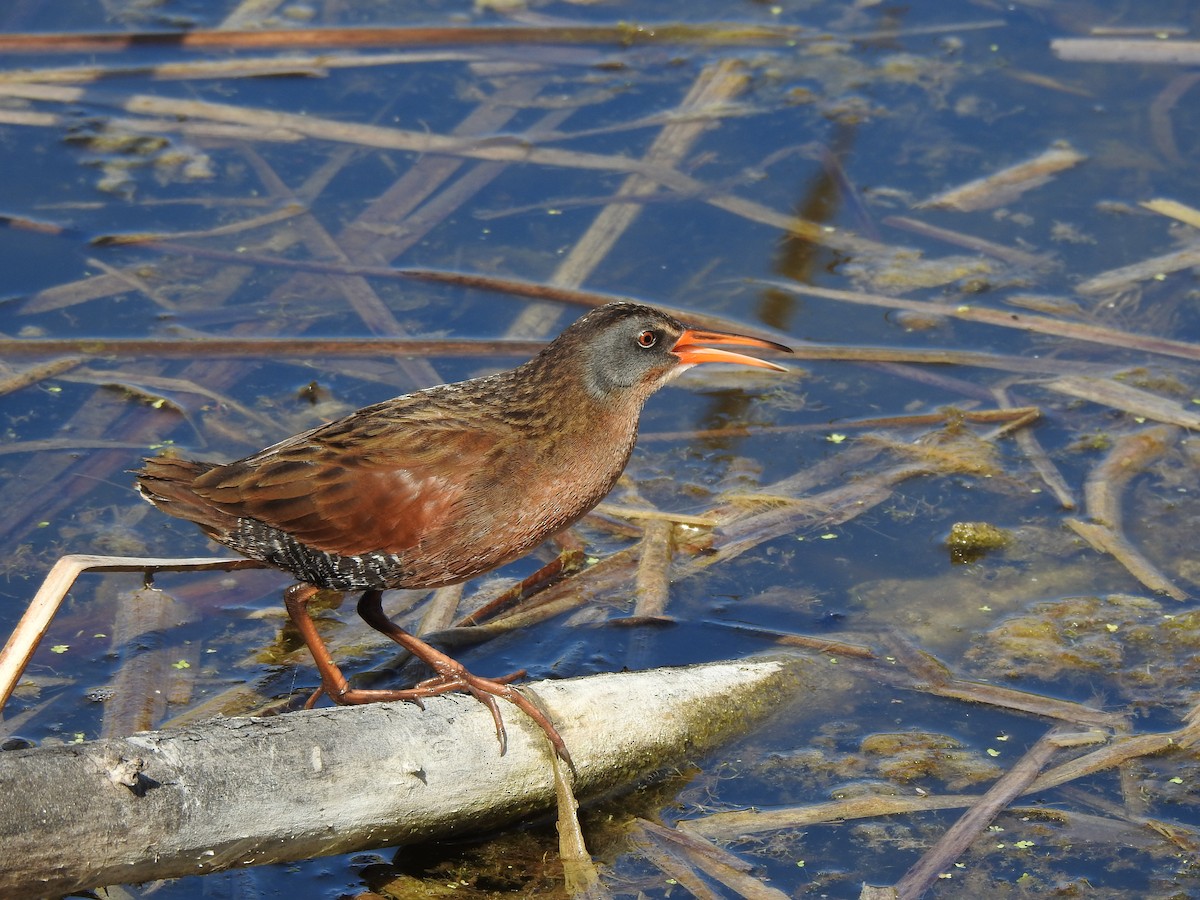 Virginia Rail - ML232416711