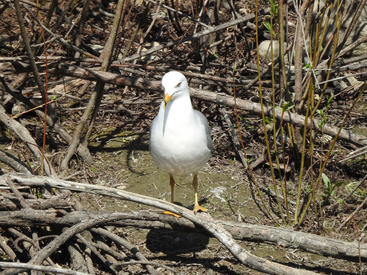 Ring-billed Gull - ML232417051