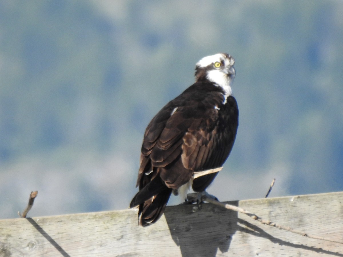 Águila Pescadora - ML232417311