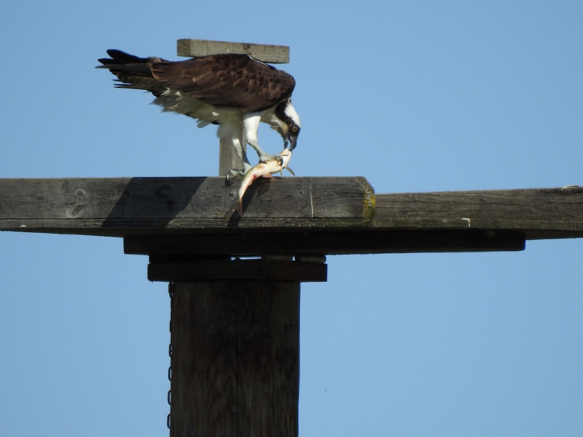 Águila Pescadora - ML232417391