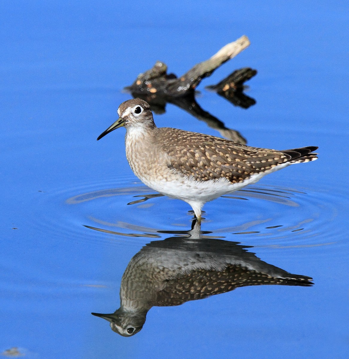 Solitary Sandpiper - ML232417401