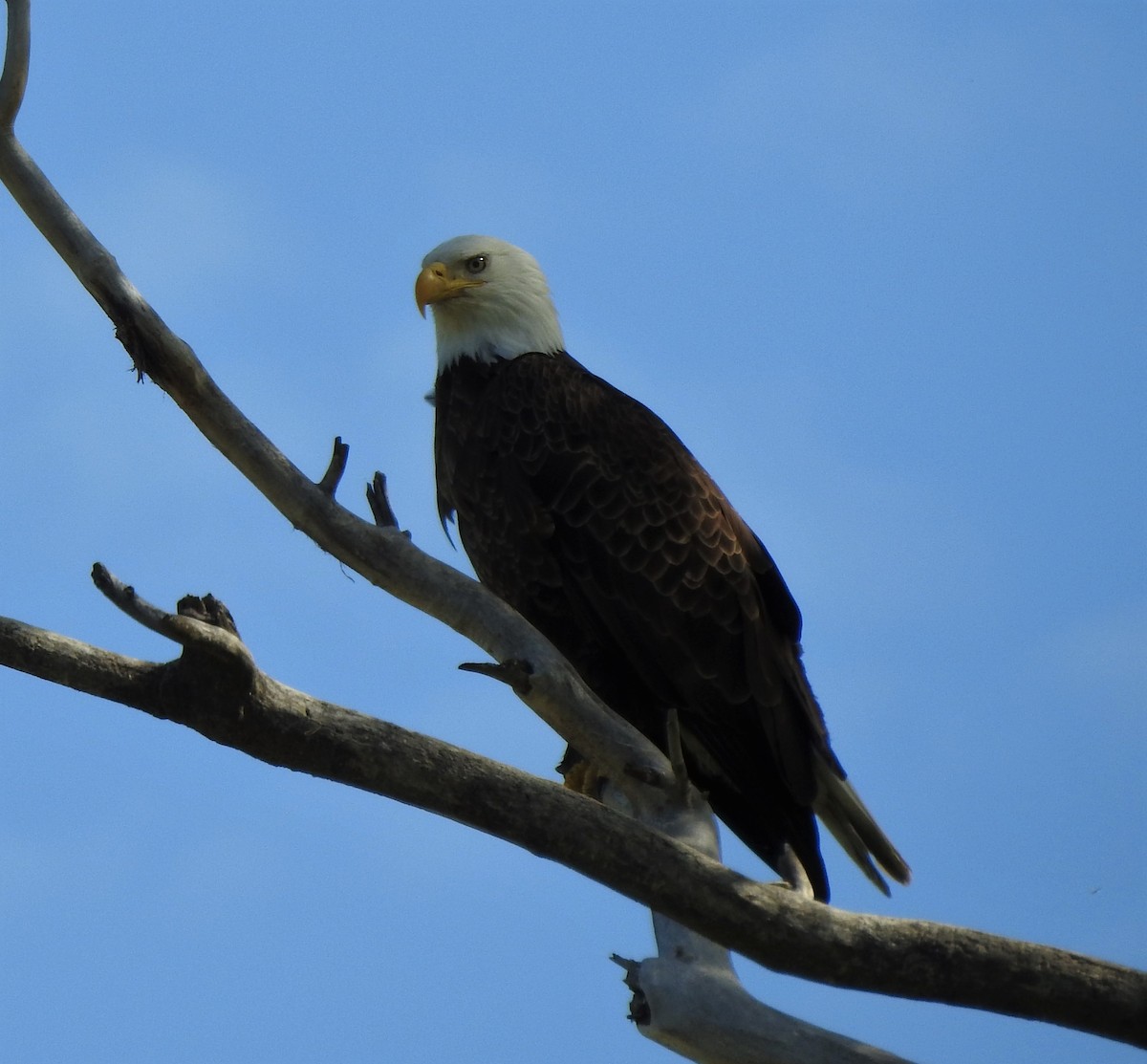 Bald Eagle - ML232417411