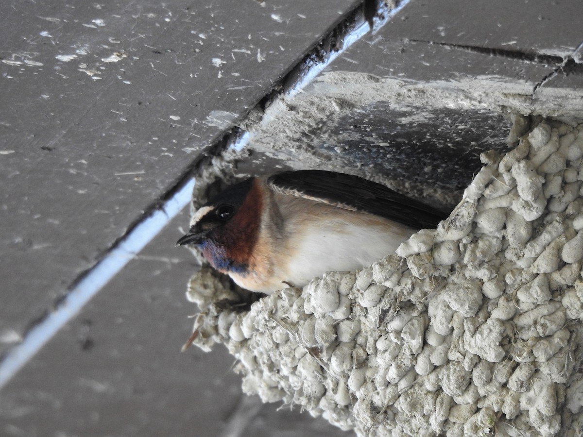 Cliff Swallow - ML232417641