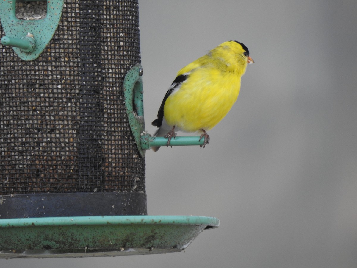 American Goldfinch - Jim Walton