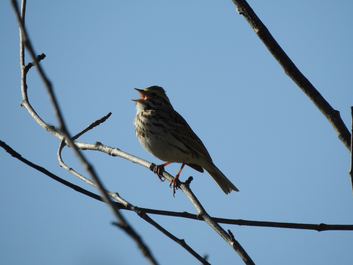 Savannah Sparrow - Jim Walton