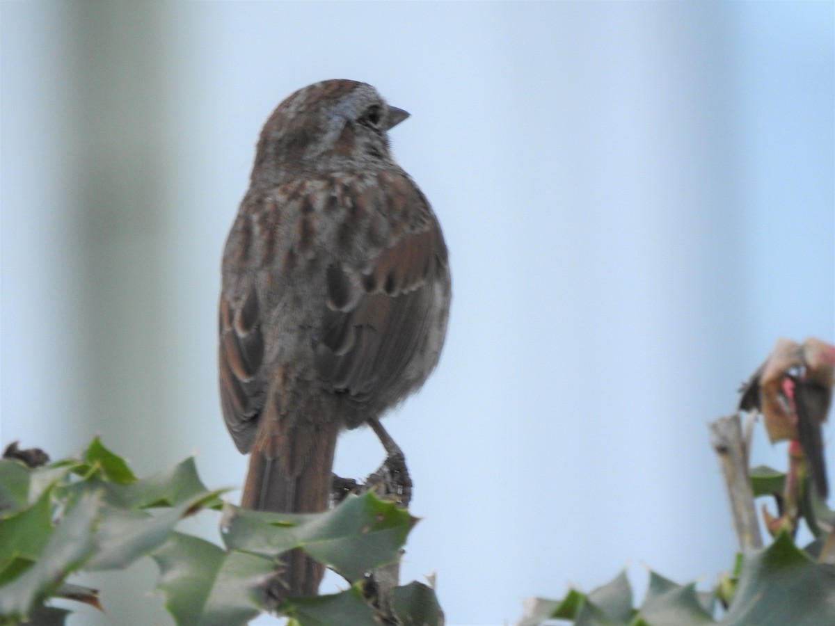 Song Sparrow - ML232418231