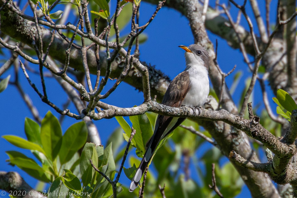 Yellow-billed Cuckoo - ML232418631