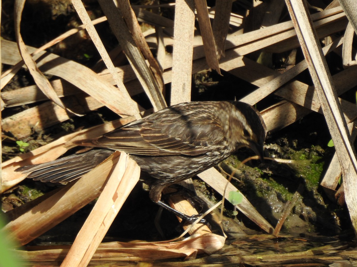 Red-winged Blackbird - Jim Walton