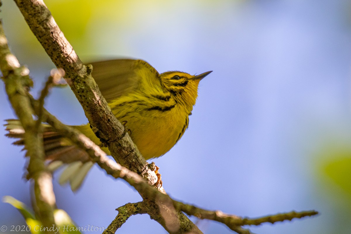 Prairie Warbler - ML232419251