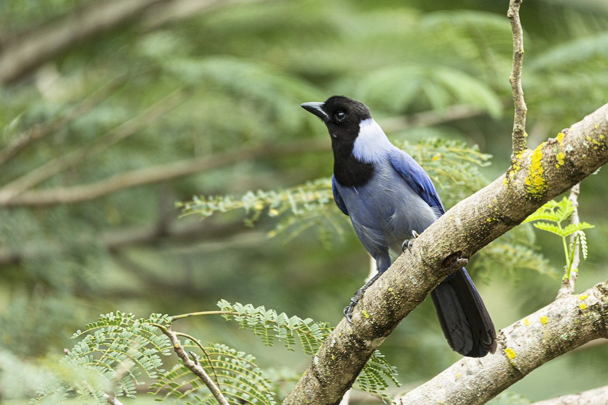 Violaceous Jay - Sire Martínez