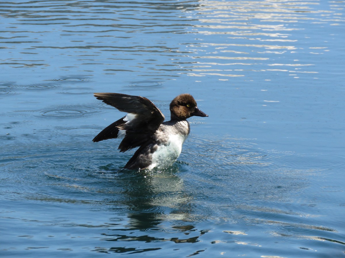 Common Goldeneye - ML232421121