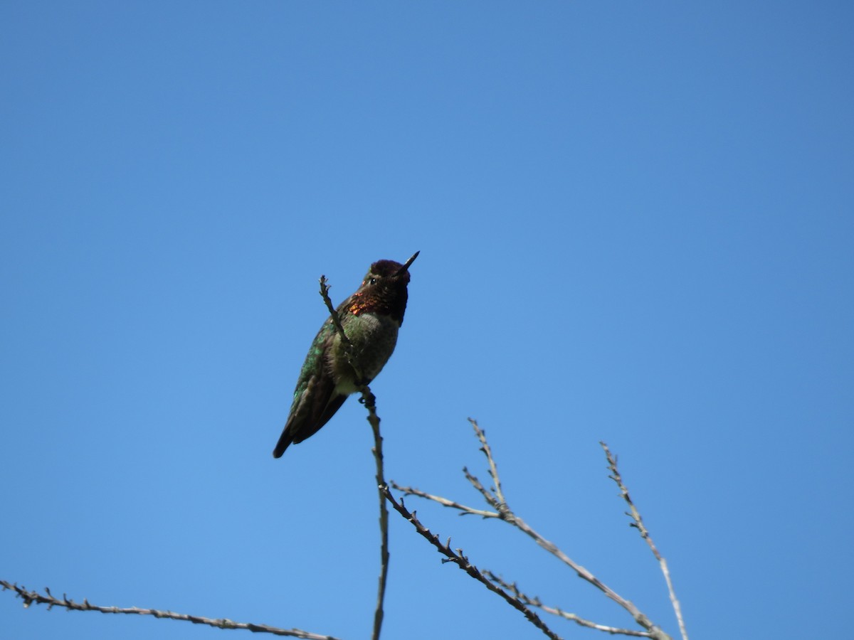 Anna's Hummingbird - Leslie Flint