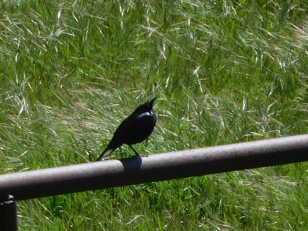 Brewer's Blackbird - Hal Johnston