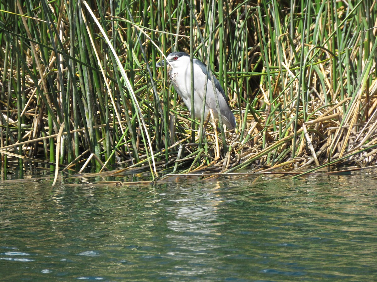 Black-crowned Night Heron - Leslie Flint