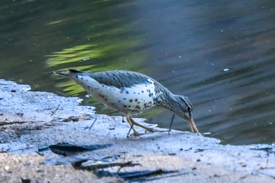 Spotted Sandpiper - Christine Kozlosky