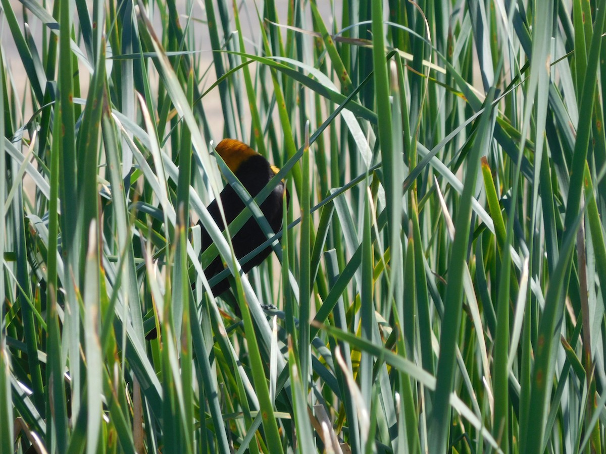 Yellow-headed Blackbird - Hal Johnston