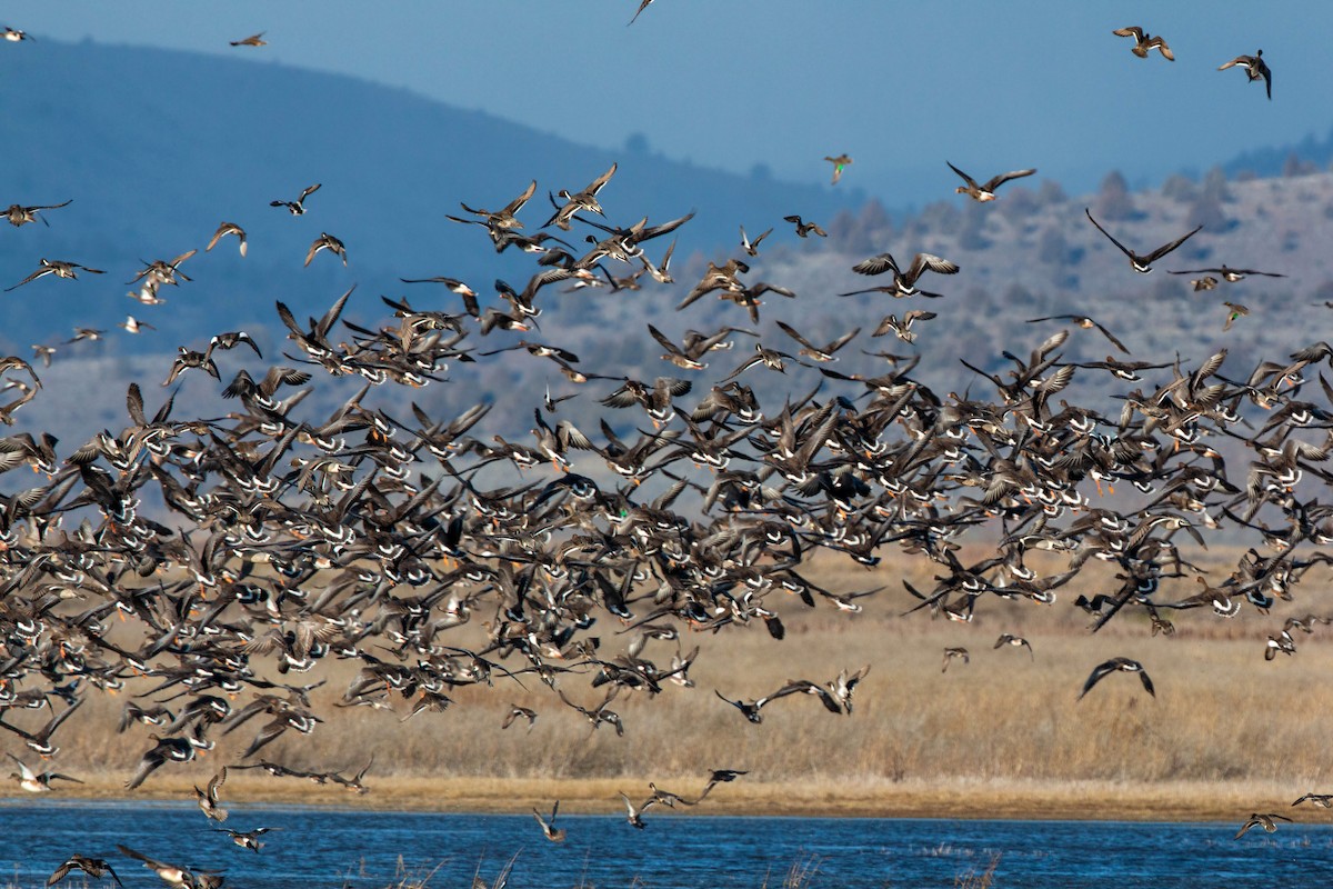 Northern Pintail - William Clark