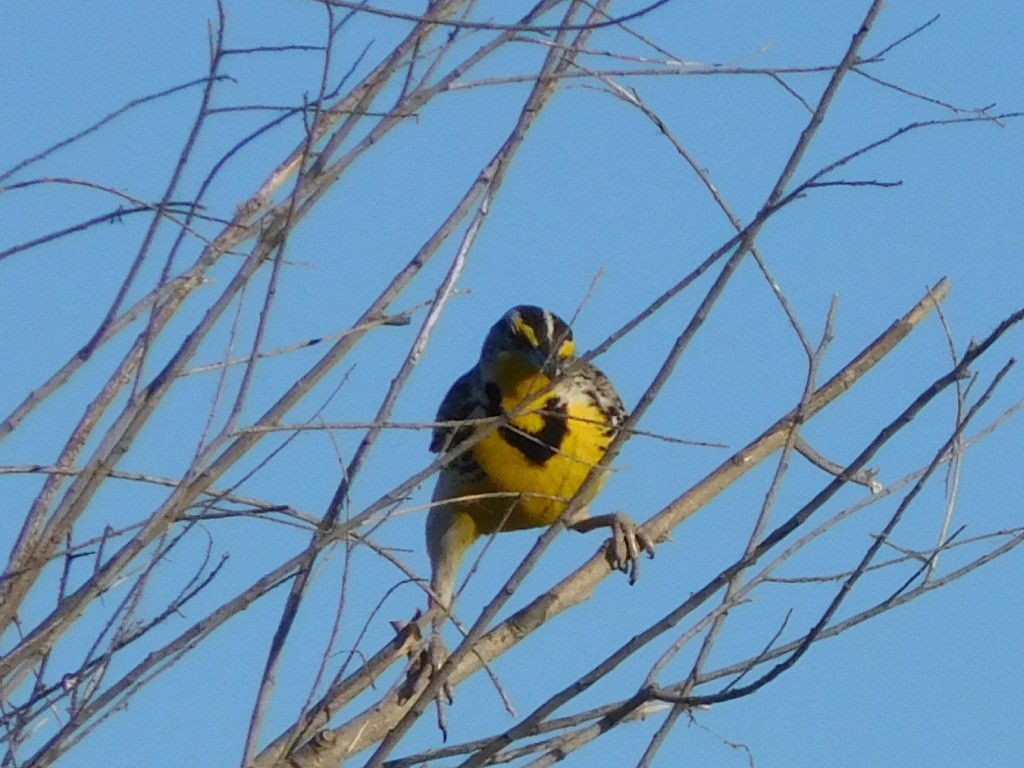 Western Meadowlark - Hal Johnston