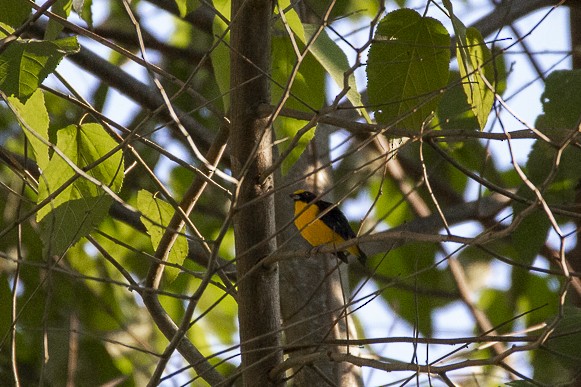 Thick-billed Euphonia - Sire Martínez