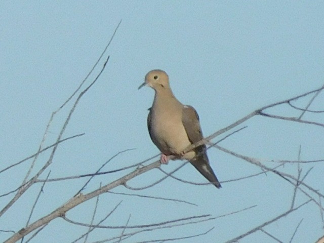 Mourning Dove - ML232423601