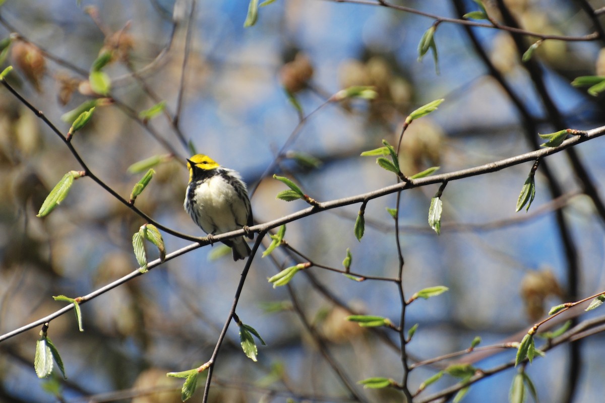 Black-throated Green Warbler - Tom Bisko