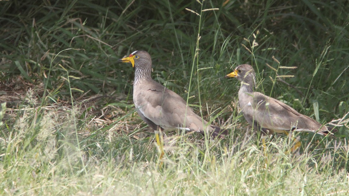 Wattled Lapwing - ML23242771