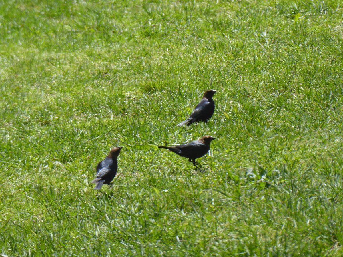 Brown-headed Cowbird - ML232430151