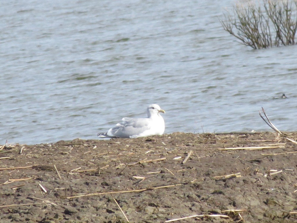 Glaucous-winged Gull - ML23243081